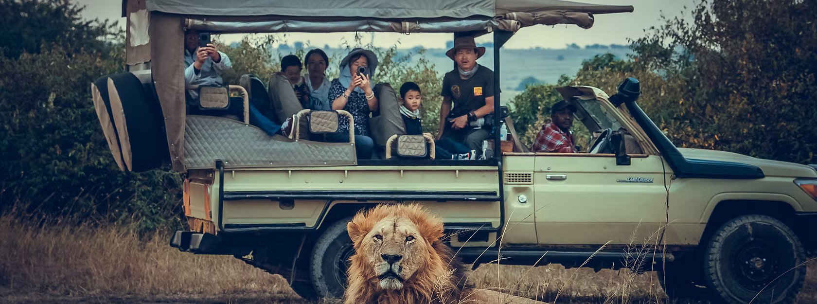 A lion resting in front of an HWF safari vehicle in the Maasai Mara, with volunteers and Simba Qiang Zhuo watching