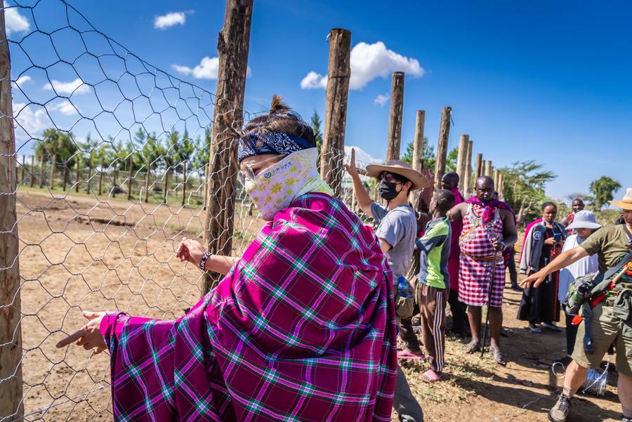 Maasai community members building a lion-proof livestock enclosure