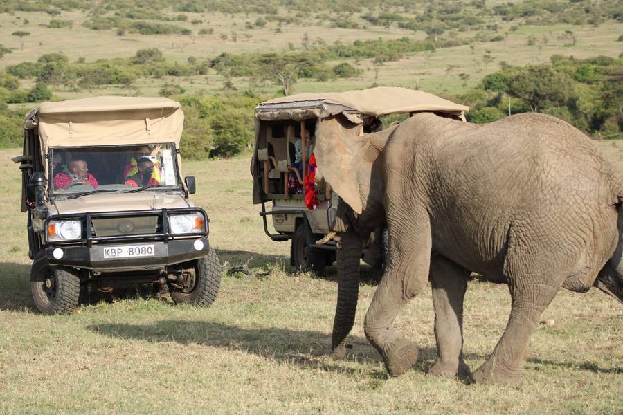 Elephant and hippo in the Maasai Mara